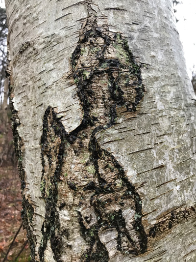 Naturkonstellationer